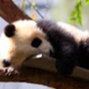 Meet your Posher, Averill